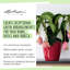 Classico Pot Planter-16493121-16493124