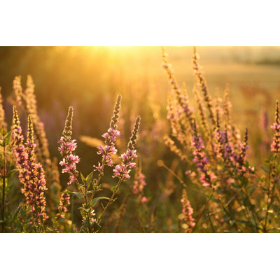 Purple Loosestrife - Wrapped Canvas Print