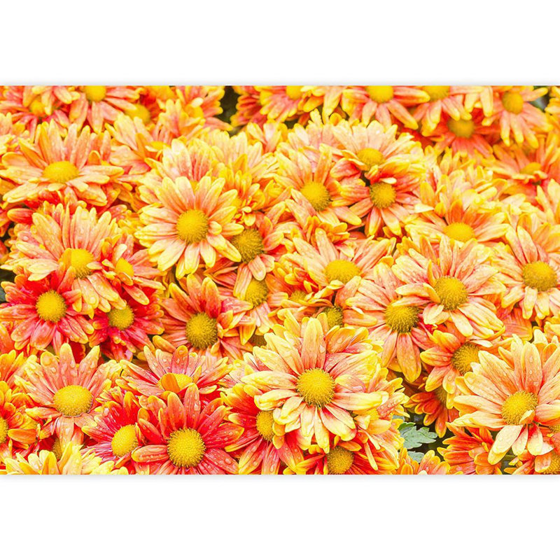 Floral Peel & Stick Floral Border, 66" L x 96" W