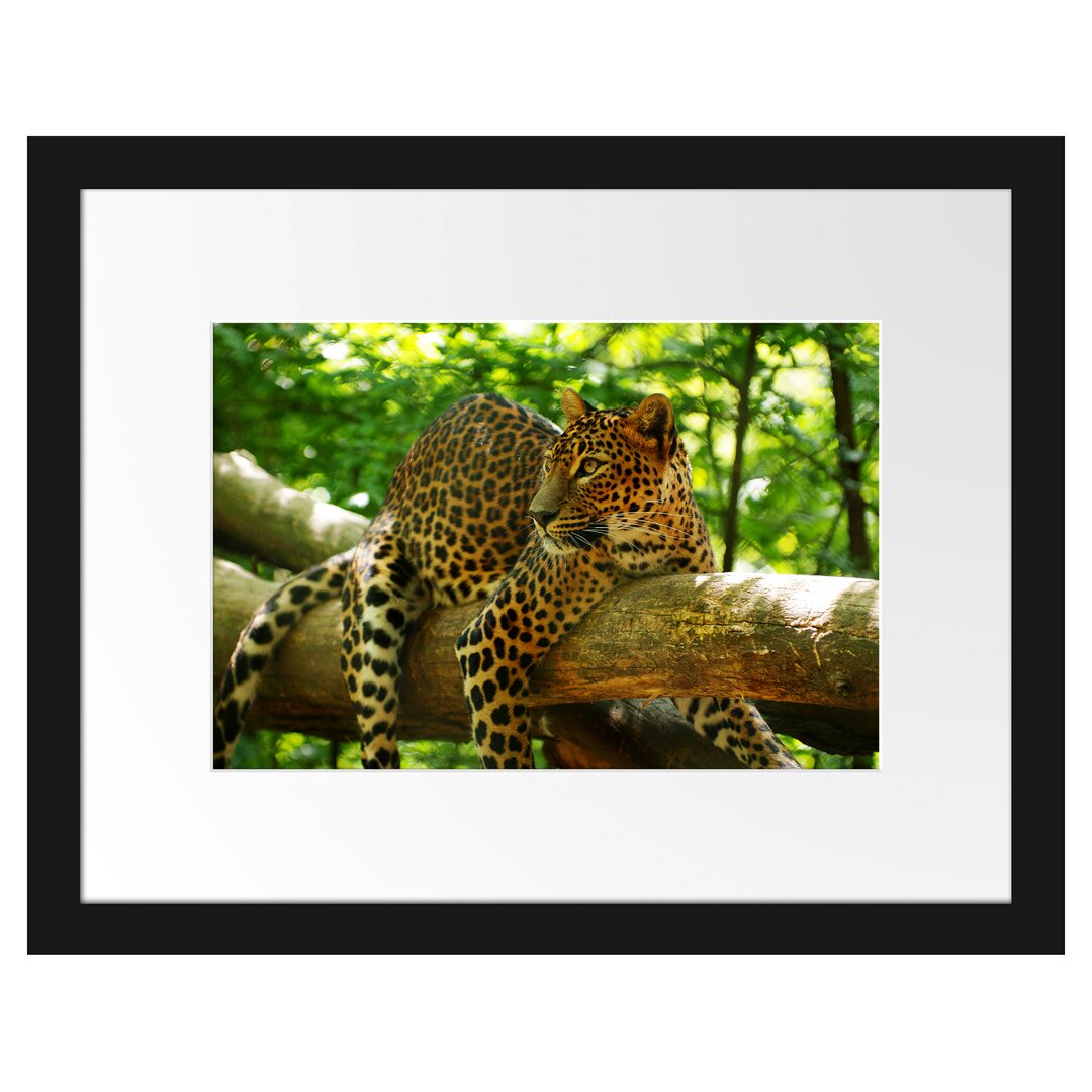 Gerahmtes Poster Leopard auf Ast