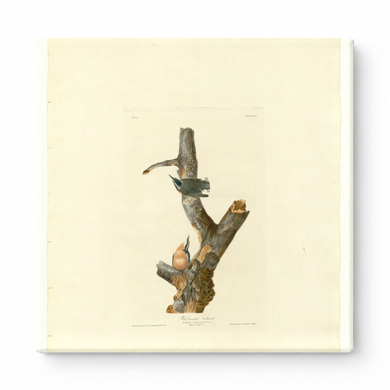 Sittelle à poitrine rousse (planche 105) - art mural carré sur toile, 16" W x 16" H