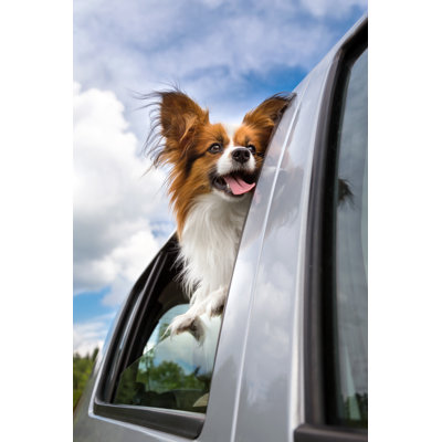 " Papillon Dog In Car "