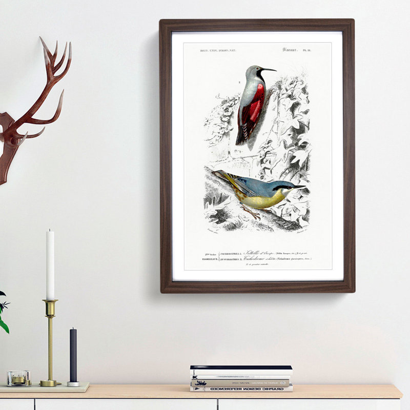 Bird Illustrations PL. 16 by Charles d Orbigny - Framed Print, 33cm H x 24cm W x 2cm D, Walnut Framed