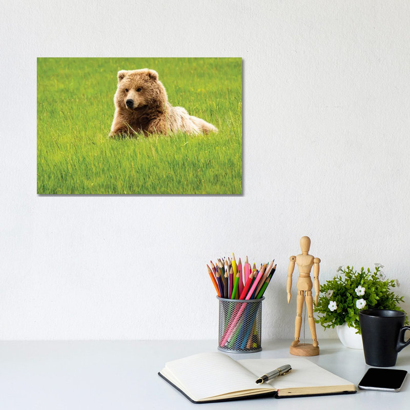 Grizzly Bearon Grass by George Theodore - Wrapped Canvas Print, 20.32 cm H x 30.48 cm W