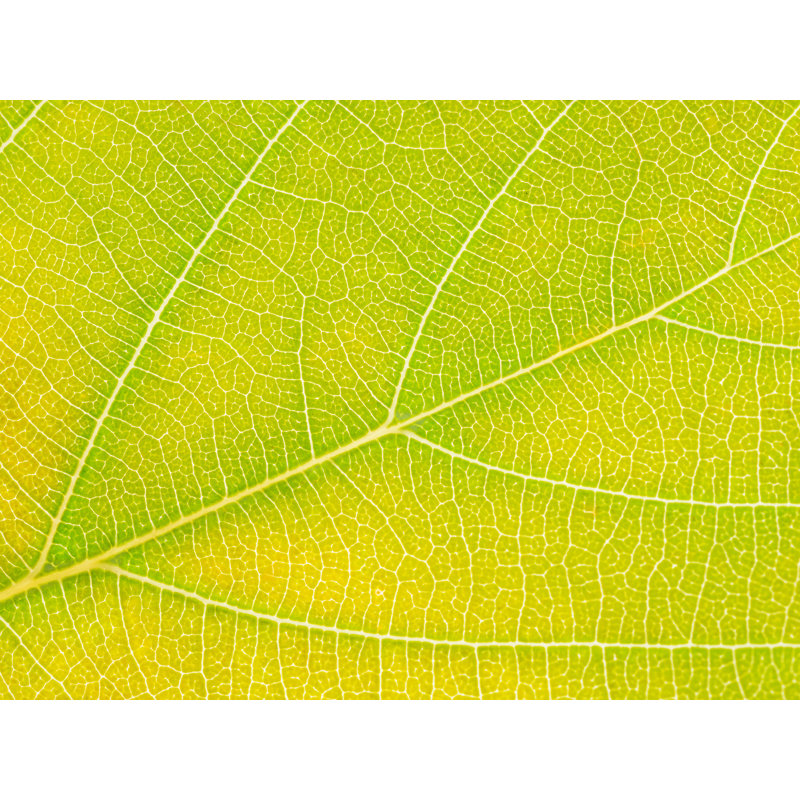 Feuille d'automne par Philippe Moisoux, H 25 po x l 33 po, Toile avec cadre noir