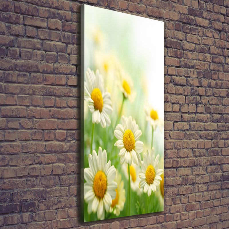 Daisies - Wrapped Canvas Print