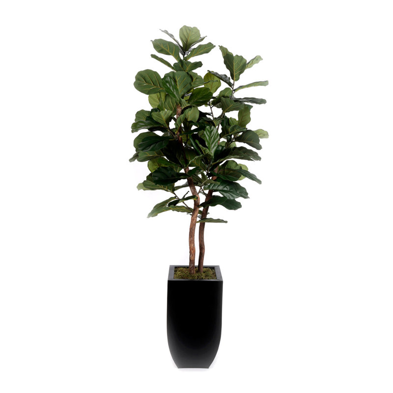 6'H Fiddle Leaf Tree, Real Wood Trunks in Black Tin Pot