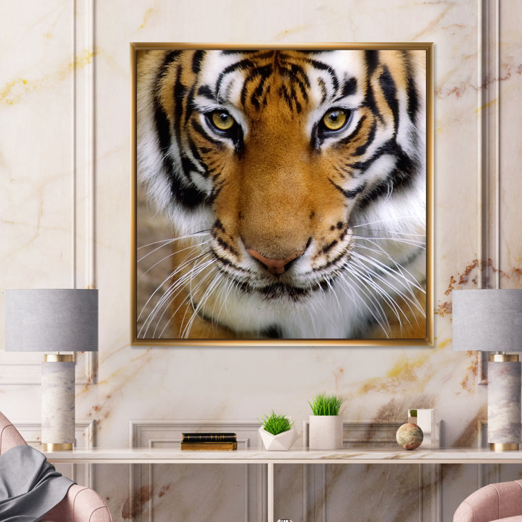 Tiger Pair White and Orange Tigers Up Close Photo Wall Picture Framed Art  Print