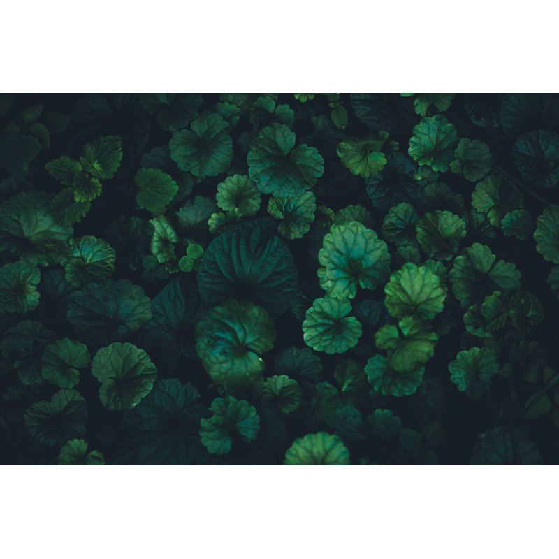 Fond de feuilles vertes par Jasmina007, H 12 po x l 18 po