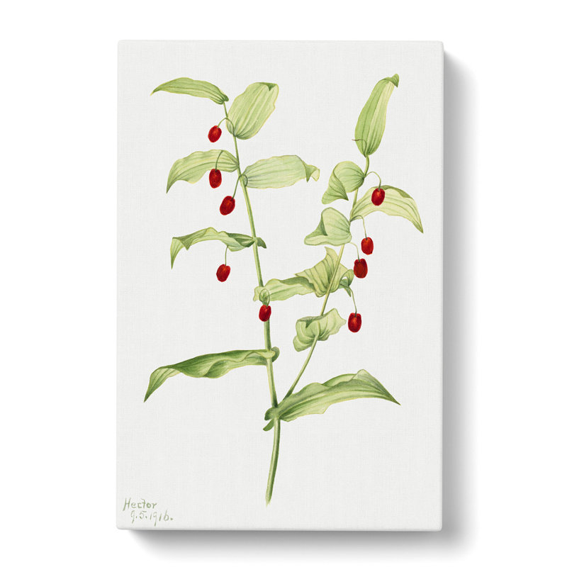 Clasping Twisted Stalk by Mary Vaux Walcott - Wrapped Canvas, 50cm H x 35cm W x 3cm D