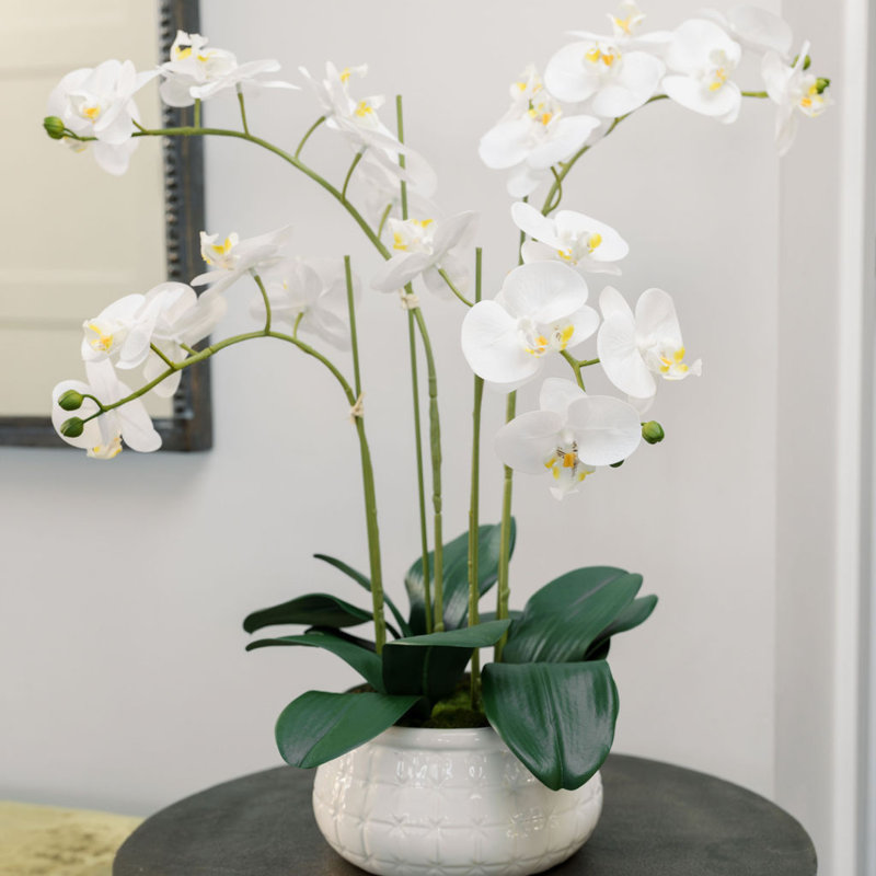 FLORAL ORCHID PHALE 4 STEM POT WHITE 23IN, White