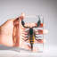 Genuine Single Large Black Scorpion In Lucite