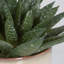 Plante de 10,5 po