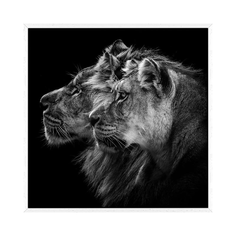 Lion And Lioness Portrait by Laurent Lothare Dambreville - Print on Canvas, 66.04 cm H x 66.04 cm W, White Framed