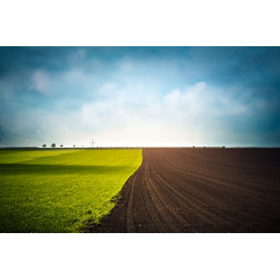 Champ au printemps par Borchee