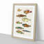 East Indies Fish Illustrations Fol. 6 by Louis Renard - Picture Frame Graphic Art Print-55537315-55537316