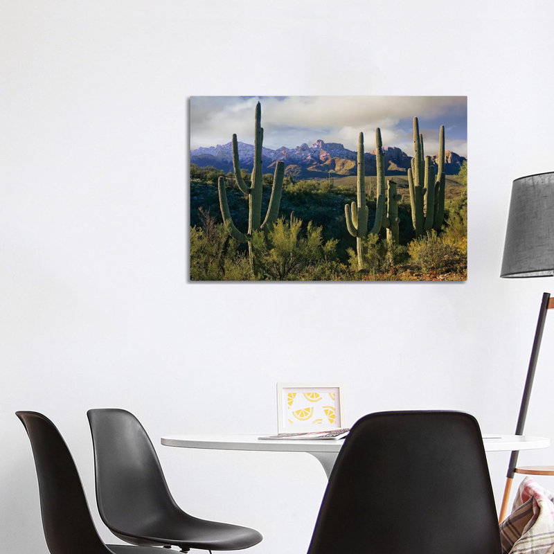 Saguaro Cacti And Santa Catalina Mountains, Arizona by Tim Fitzharris - Wrapped Canvas Gallery-Wrapped Canvas Giclée