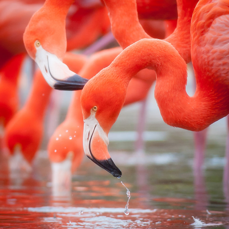 Flamingo by Renaschild - Wrapped Canvas Print, 91cm H x 91cm W