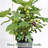Bare Root Fig Tree Live Plant – Grafted, 2–3 ft, Ready to Plant, Sweet Fruit, Home Garden