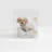 Small Clear View Pet Crate with Gold Latch-544807134