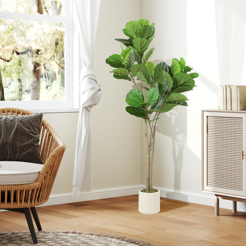 150cm Plant
