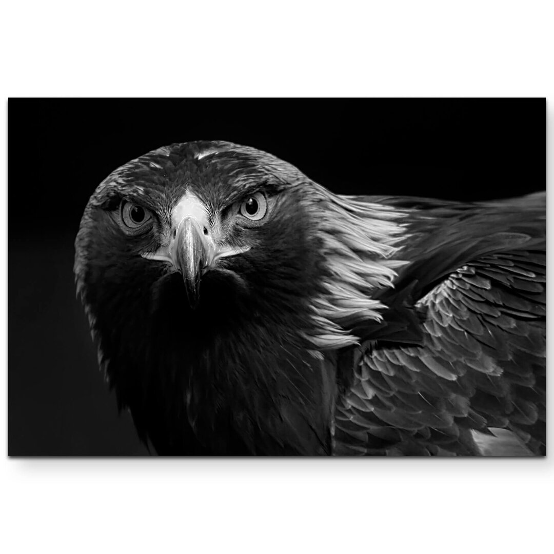 Leinwandbild Portrait eines Steinadler