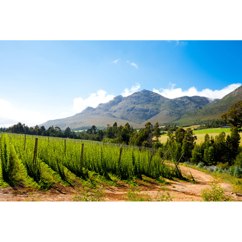 Hops Field - Wrapped Canvas Print, 30cm H x 46cm W x 3.8cm D