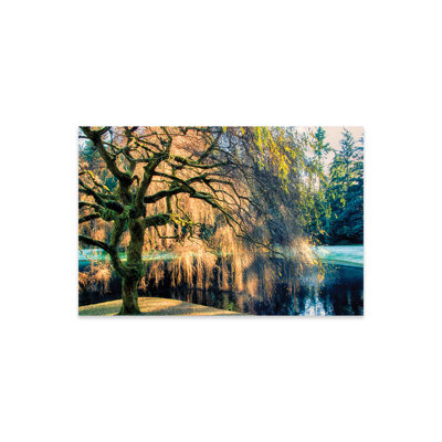 " Willow " by MScottPhotography