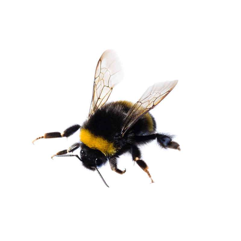 Crawling Bumblebee by Perets - No Frame Art Prints on Canvas, 30cm H x 46cm W