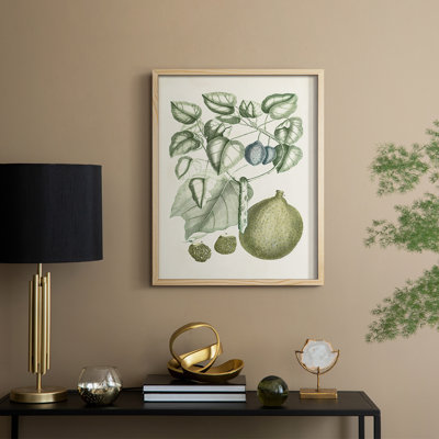 Buchoz Tropicals VIII Framed Print - Solid Wood