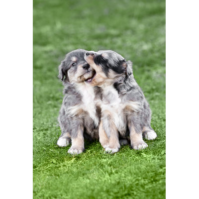 " Two Beautiful Puppy " by Zone
