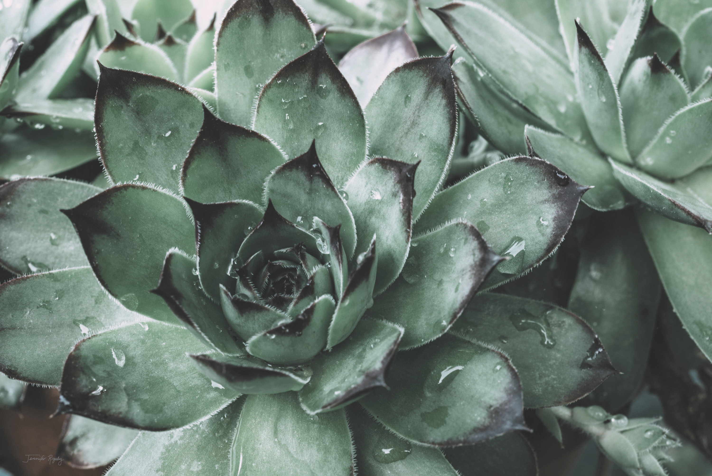 Dakota Fields Dewy Succulent III by Jennifer Rigsby - Wrapped Canvas ...