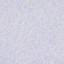Schumacher x Backdrop Superbloom Wallpaper-71294561