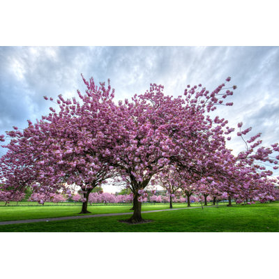 Cherry Blossom Trees by Mikeuk