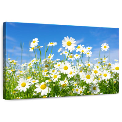 Alvord Daisies On A Sunny Day