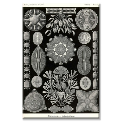 Diatoms, impression sur toile