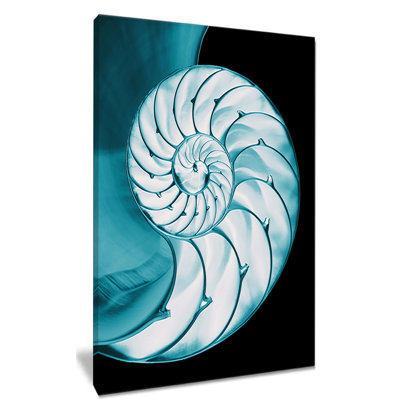 " Chambered Nautilus Shell "