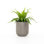 Ivan Planter