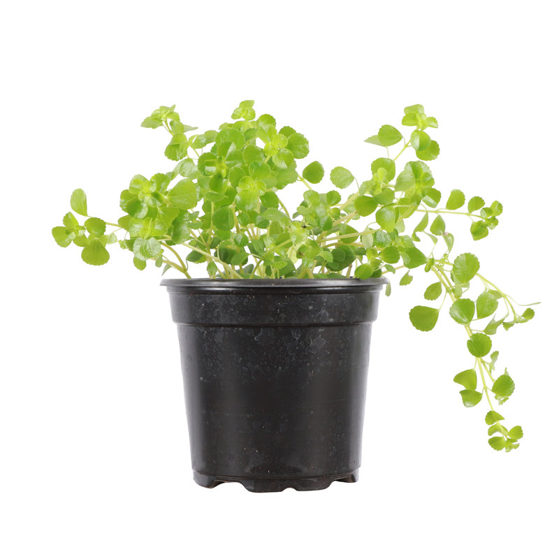 Live Green Baby Tears Pilea Plant, Black, Nursery Pot