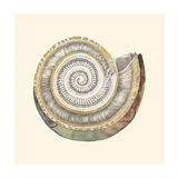 Earthen Conch VII Print by Sara Brown