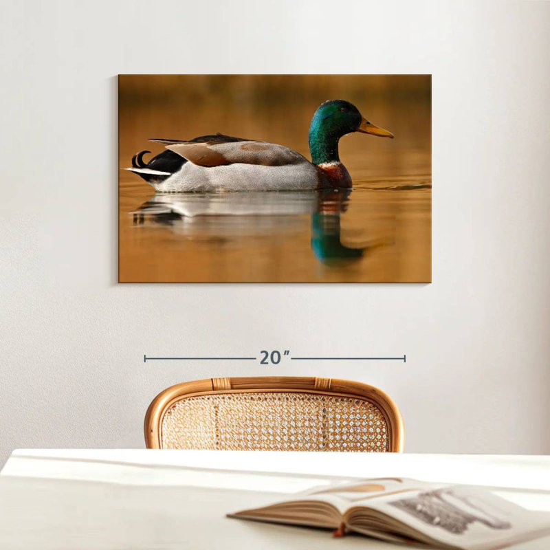 Brampt Bathing Mallard Duck, 16" H x 24" W