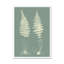 Ferns On Sage VI by Vision Studio - Painting-1731632267-1731632268
