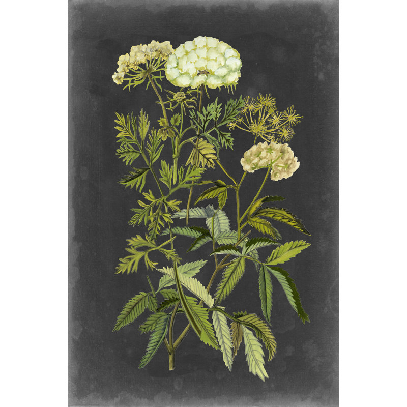 Bookplate Floral I by Naomi McCavitt - Painting on Canvas, 91cm H x 61cm W, Wrapped Canvas