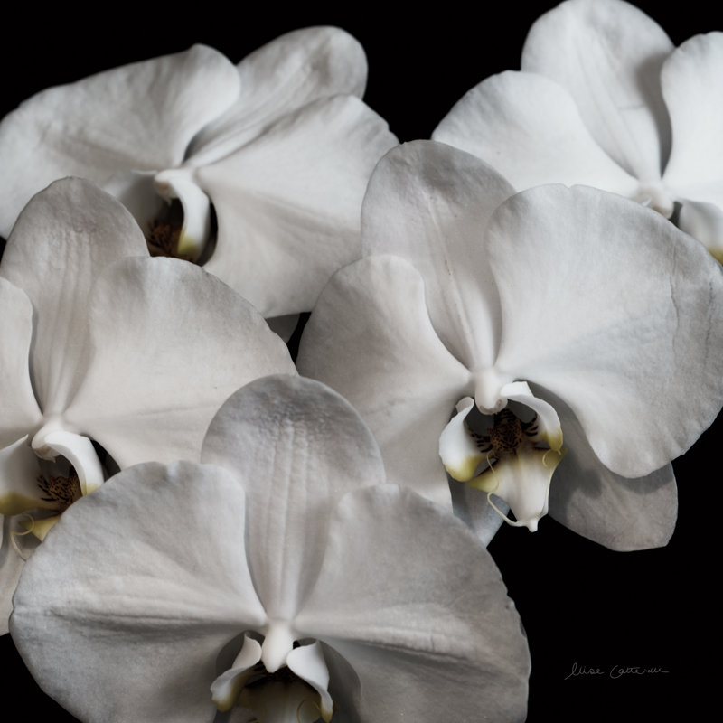 Orchidée blanche II, H 20 po x l 20 po