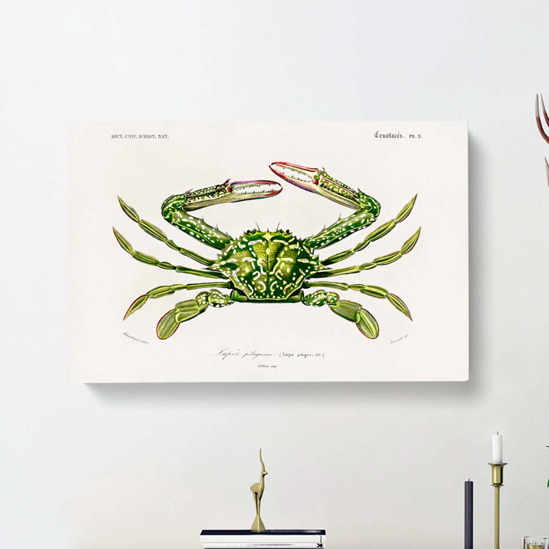 Green Crab by Charles D' Orbigny - Wrapped Canvas, 50cm H x 76cm W x 3cm D