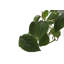 Live Green Philodendron Plant in Hanging Pot