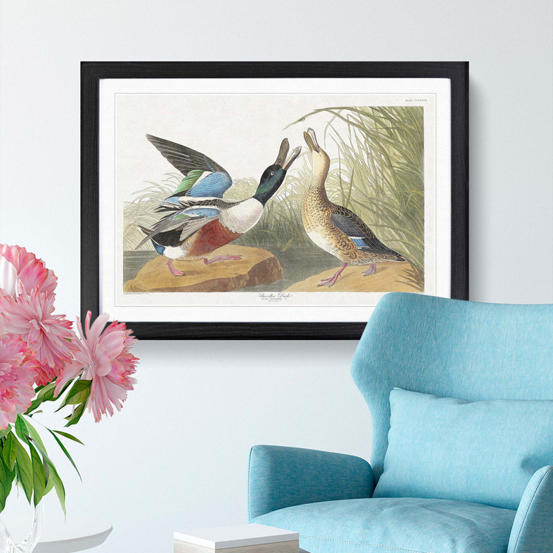 Shoveller Duck by John Audubon - Picture Frame Painting Print, 48cm H x 65cm W x 2cm D, Black Framed