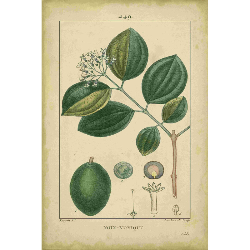 Vintage Turpin Botanical III, H 18 po x l 12 po