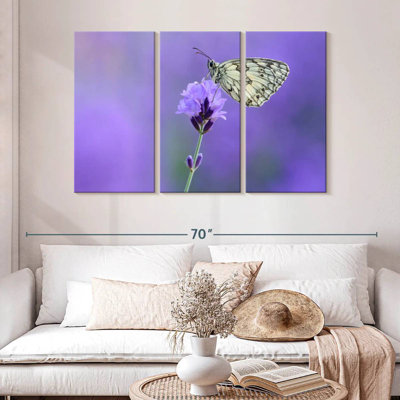 Papillon blanc marbré Brampt