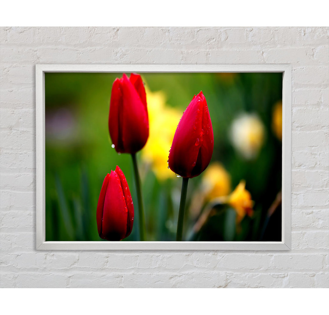 Drei rote Tulpen - Druck